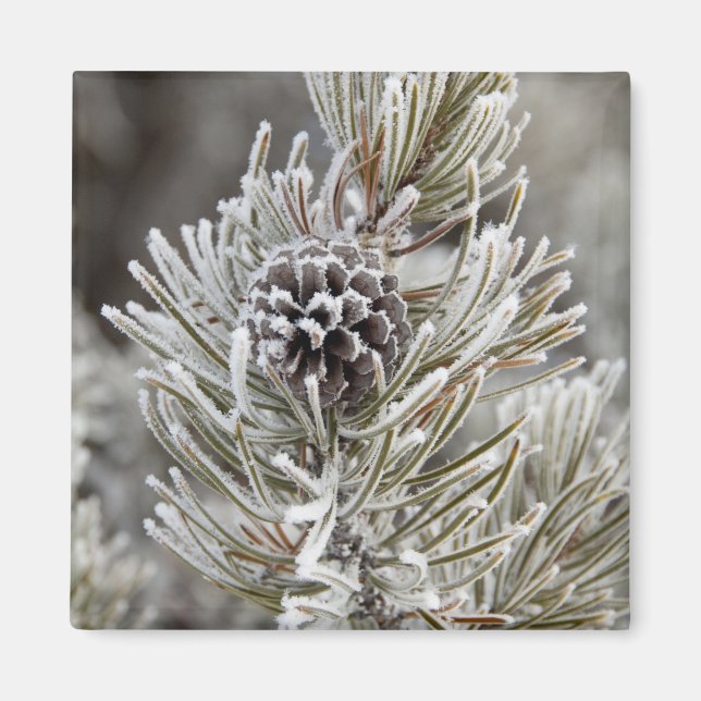 Närbild på frusen tallkotte, Yellowstone Magnet (Framsidan)