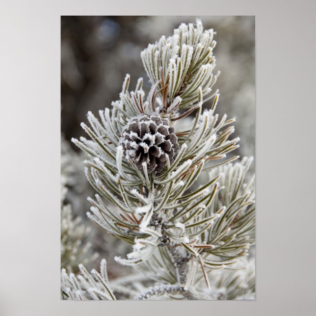 Närbild på frusen tallkotte, Yellowstone Poster (Framsidan)