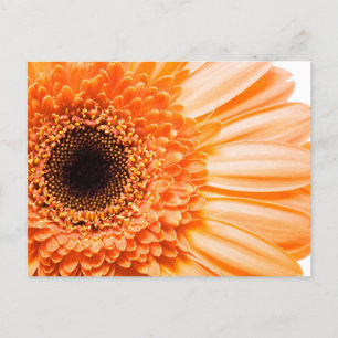 Närbild på Gerbera Daisy Postkort Vykort