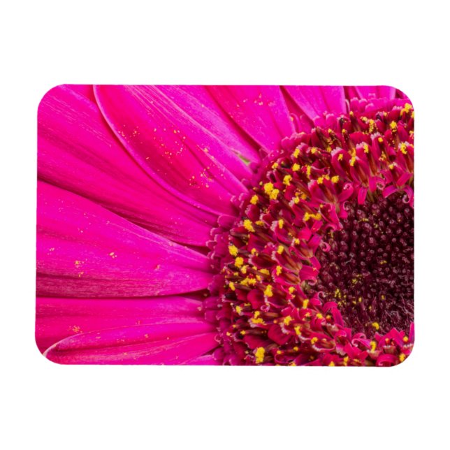 Närbild på gerberabusk magnet (Horisontell)