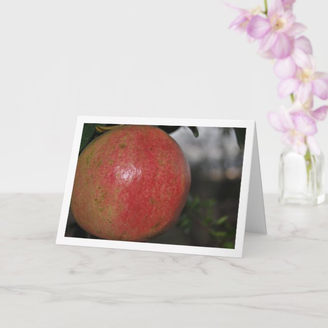 Närbild på granatäpple på träd kort (Orkide)