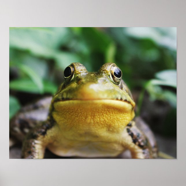 Närbild på grön trädgroda poster (Framsidan)