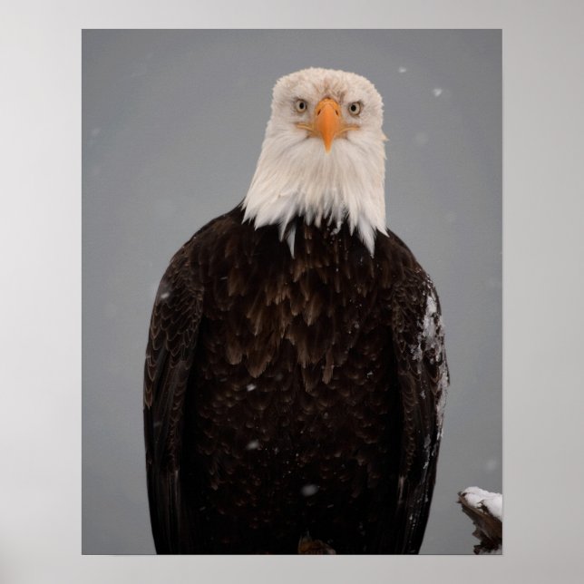 Närbild på havsörn i snö, Haliaeetus Poster (Framsidan)