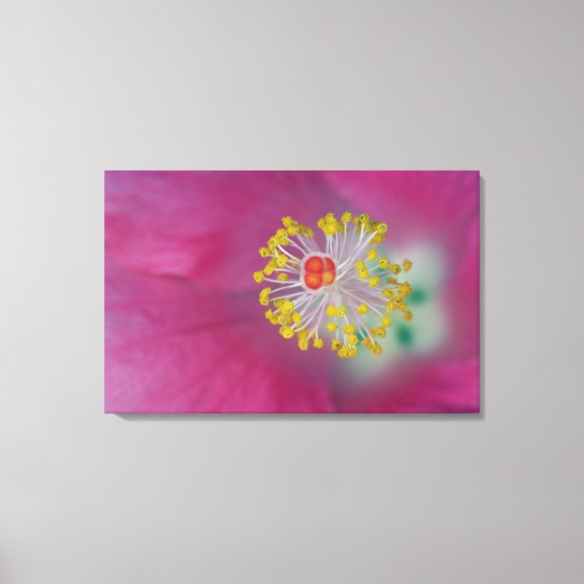Närbild på hibiskusblommans ståndare, Hibiskus Canvastryck (Framsida)