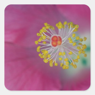 Närbild på hibiskusblommans ståndare, Hibiskus Fyrkantigt Klistermärke