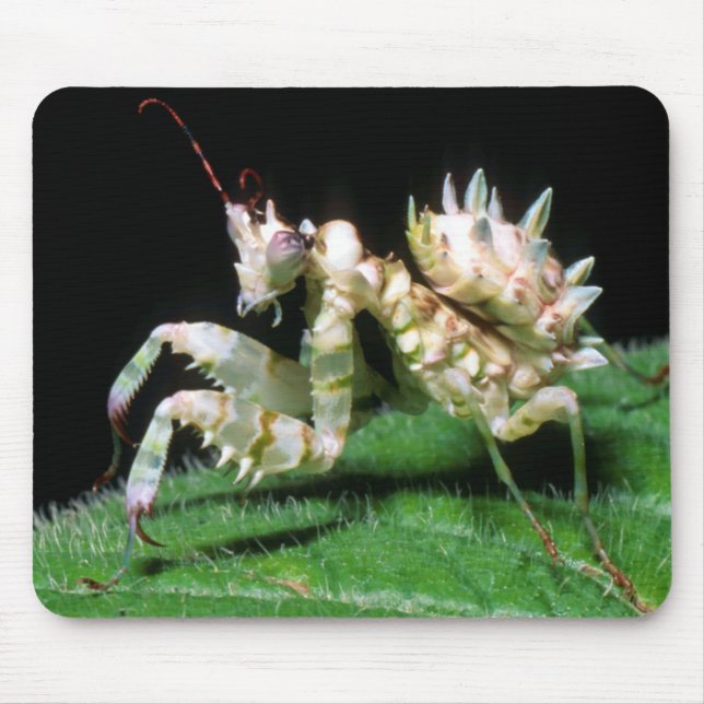 Närbild på Hottentot Mantis Musmatta (Framsidan)