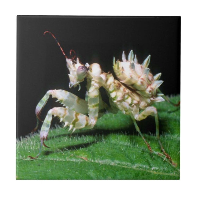 Närbild på Hottentottot mantis Kakelplatta (Framsidan)