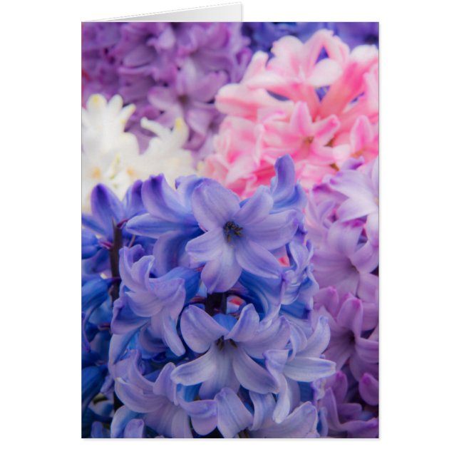 Närbild på hyacintväxt hälsningskort (Framsidan)