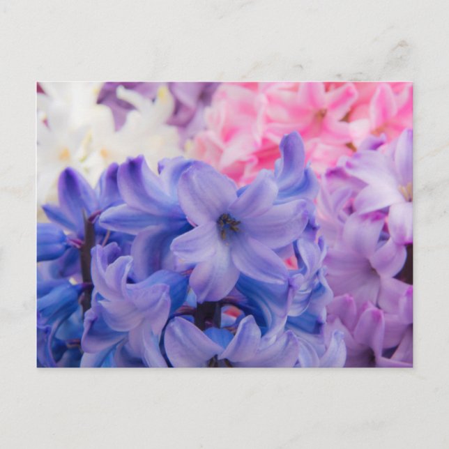 Närbild på hyacintväxt vykort (Framsida)