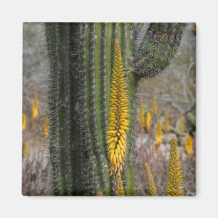Närbild på kaktus och agave magnet
