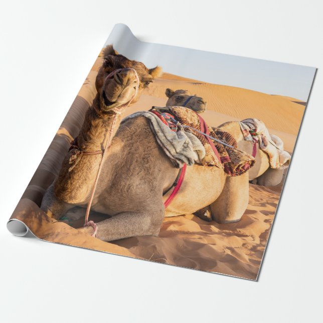 Närbild på kamel i Omandekornas öken Presentpapper (Utrullad)