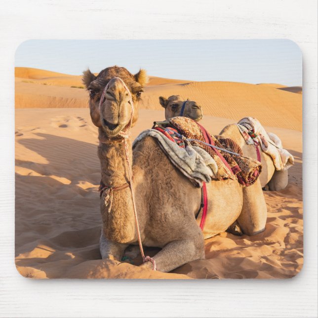 Närbild på kamel i Oman's öken Musmatta (Framsidan)