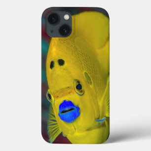 Närbild på kejsarängel fisk