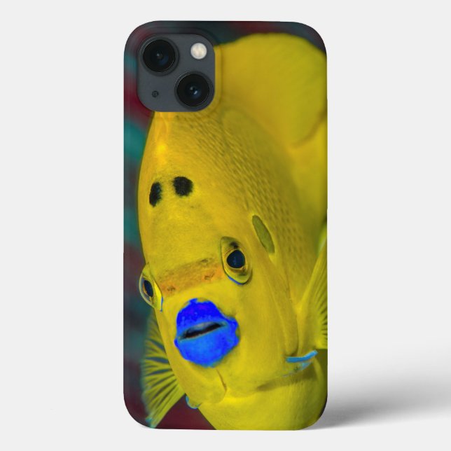 Närbild på kejsarängel fisk (Baksida)
