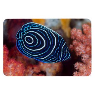Närbild på kejsarängelfisk magnet