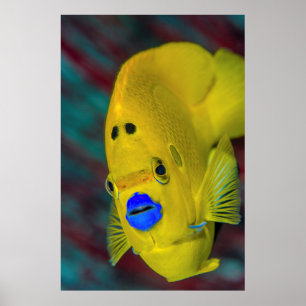 Närbild på kejsarfiskar poster