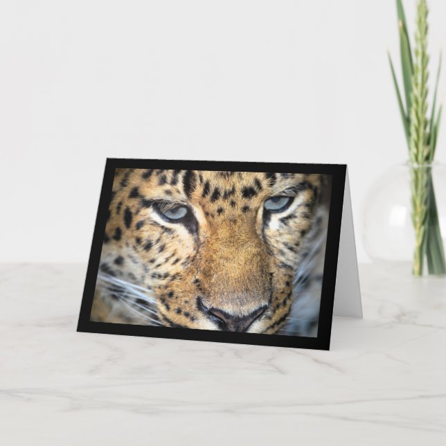 Närbild på leopard kort (Framsida)