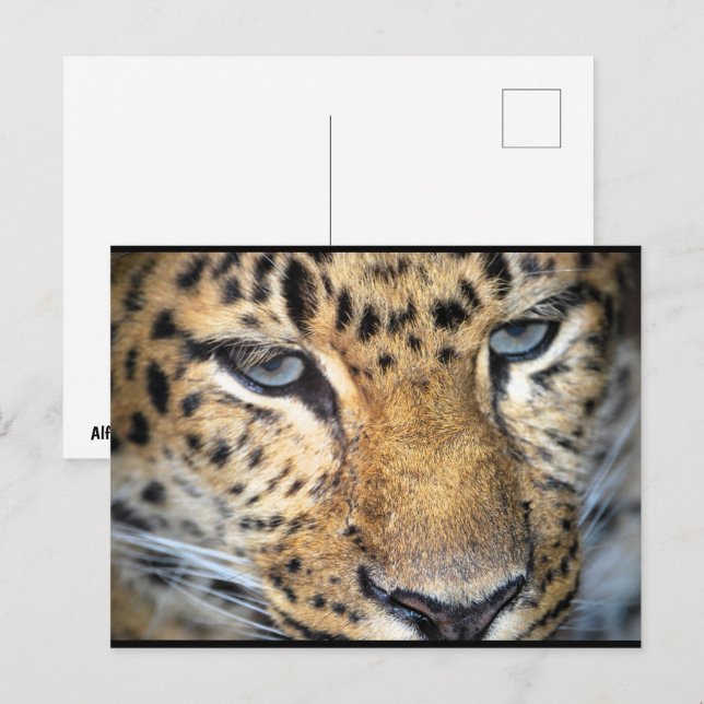 Närbild på leopard vykort (Fram/baksida)