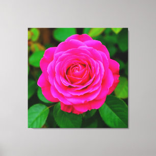 Närbild på livfull rosa ros canvastryck