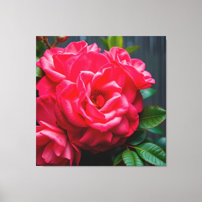 Närbild på livfull rosa ros som blommar i solljus canvastryck (Framsida)