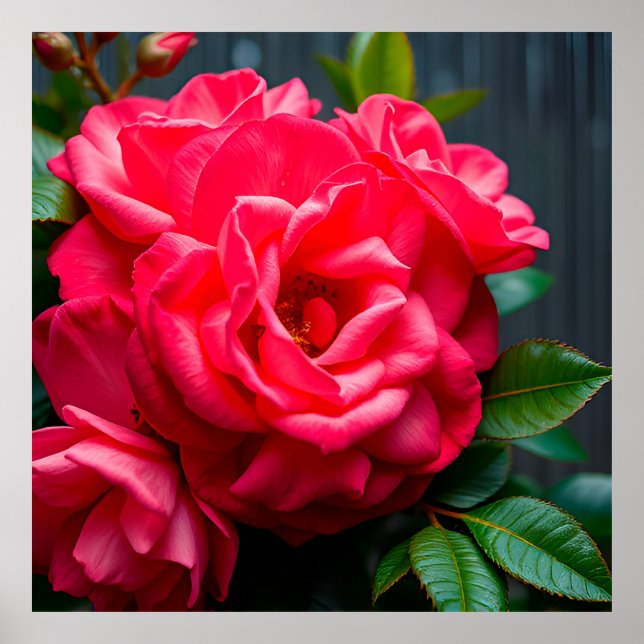 Närbild på livfull rosa ros som blommar i solljus poster (Framsidan)