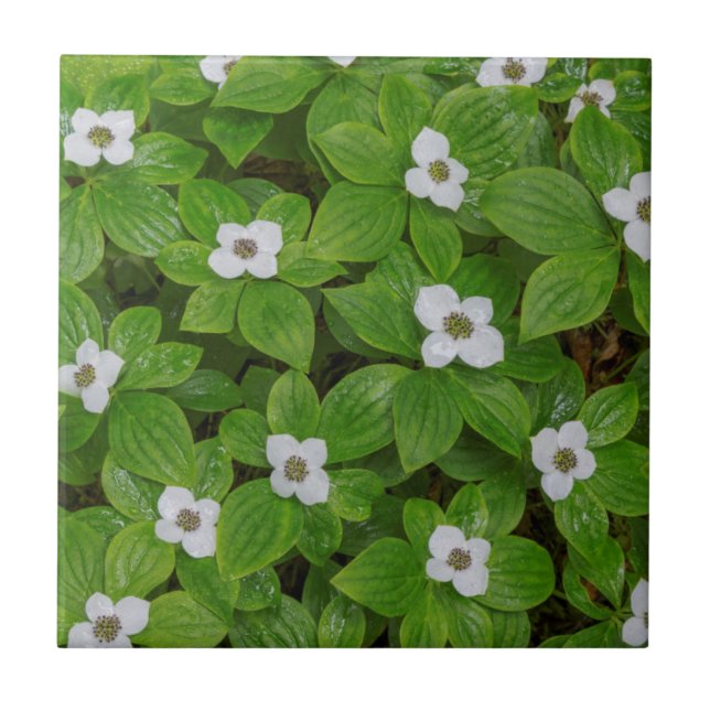 Närbild på majblomma med vita blommor kakelplatta (Framsidan)