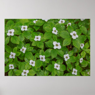 Närbild på majblomma med vita blommor poster