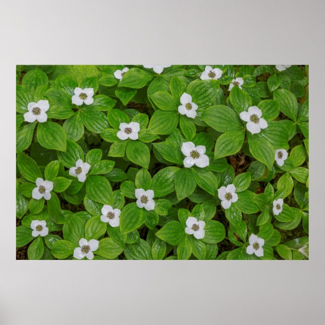 Närbild på majblomma med vita blommor poster (Framsidan)