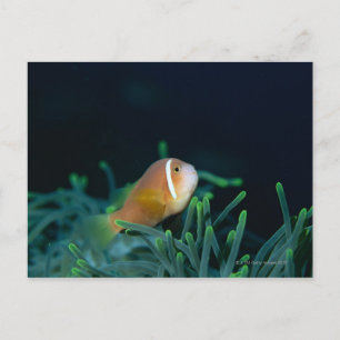 Närbild på Maldivernas anemonfisk, Maldiverna Vykort