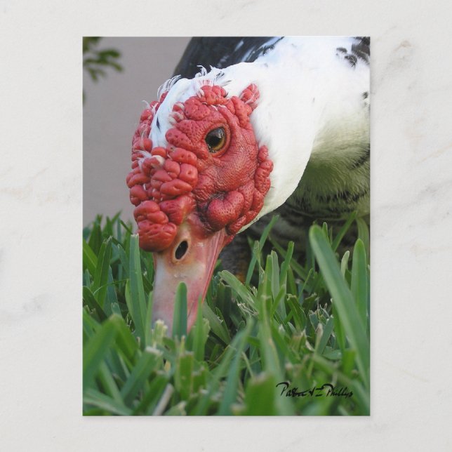 Närbild på Muscovy-ankans öga Vykort (Framsida)