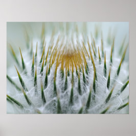 närbild på nålar av en fluffig knopp poster