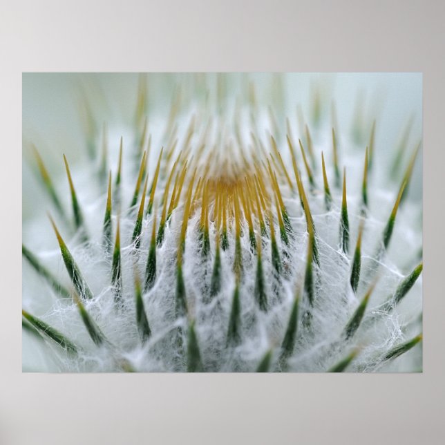 närbild på nålar av en fluffig knopp poster (Framsidan)