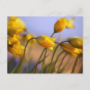 Närbild på narcisser vykort