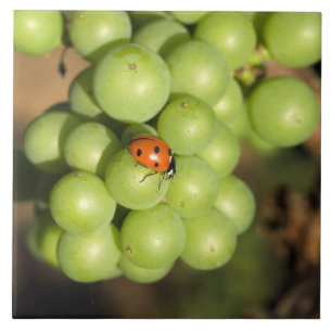 Närbild på nyckelpiga på gröna Pinot Noir-druvor Kakelplatta