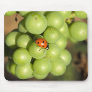 Närbild på nyckelpiga på gröna Pinot Noir-druvor Musmatta