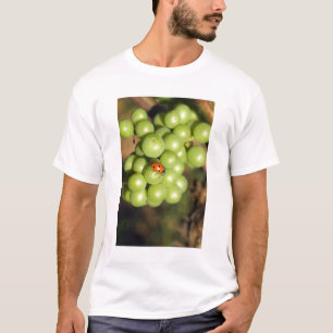 Närbild på nyckelpiga på gröna Pinot Noir-druvor Tee