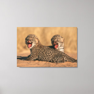 Närbild på nyfödd leopard (Panthera Pardus) Canvastryck