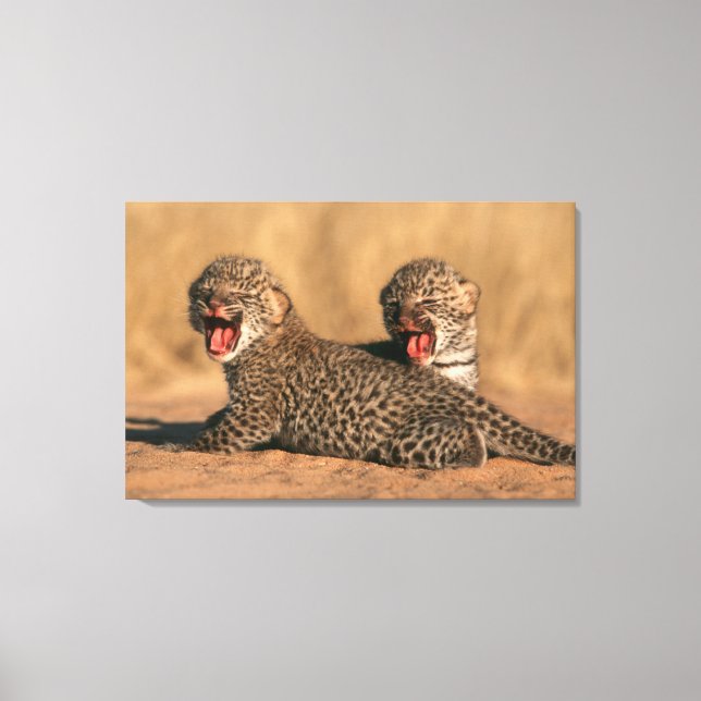 Närbild på nyfödd leopard (Panthera Pardus) Canvastryck (Framsida)