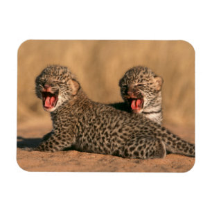 Närbild på nyfödd leopard (Panthera Pardus) Magnet