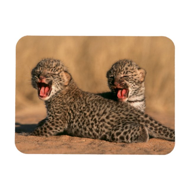 Närbild på nyfödd leopard (Panthera Pardus) Magnet (Horisontell)