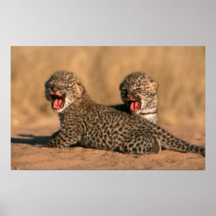 Närbild på nyfödd leopard (Panthera Pardus) Poster