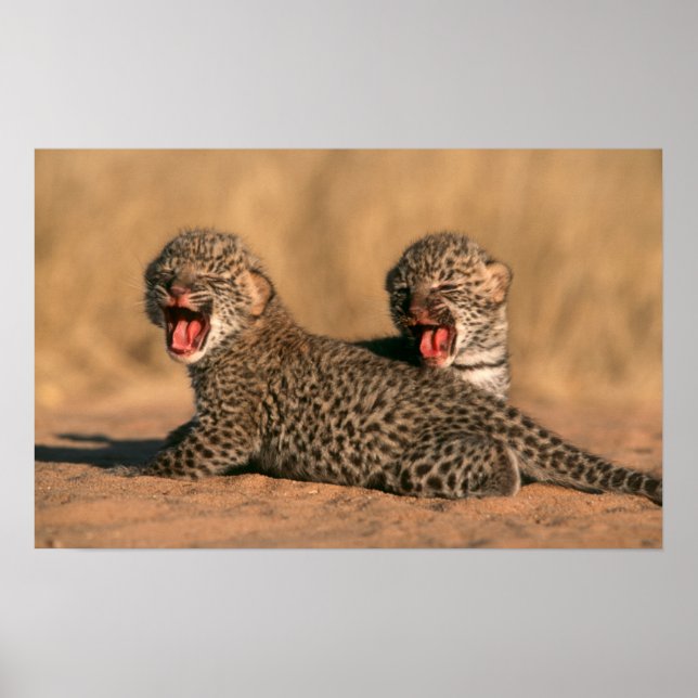 Närbild på nyfödd leopard (Panthera Pardus) Poster (Framsidan)