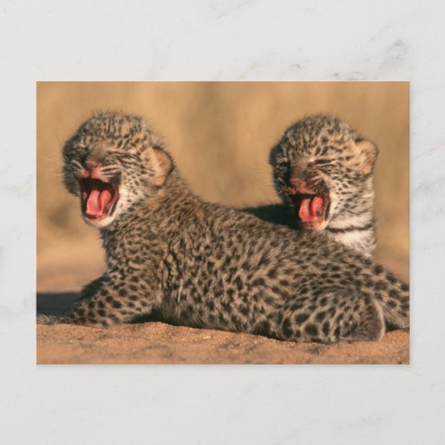 Närbild på nyfödd leopard (Panthera Pardus) Vykort (Framsida)
