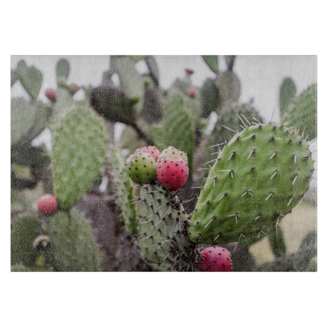 Närbild på Opuntia (Framsidan)