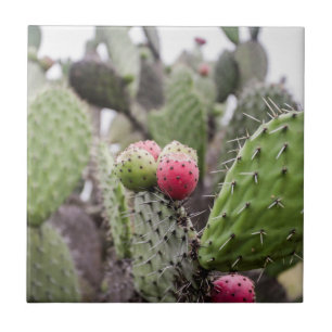 Närbild på Opuntia Kakelplatta