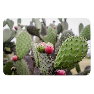 Närbild på Opuntia Magnet