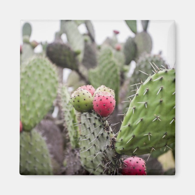Närbild på Opuntia Magnet (Framsidan)