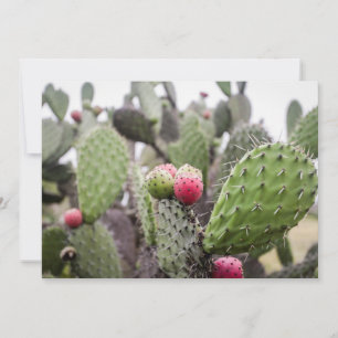 Närbild på Opuntia Tack Kort