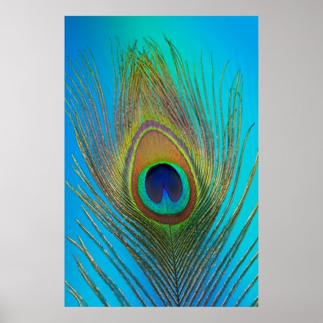 Närbild på påfågelns fjäder poster (Framsidan)