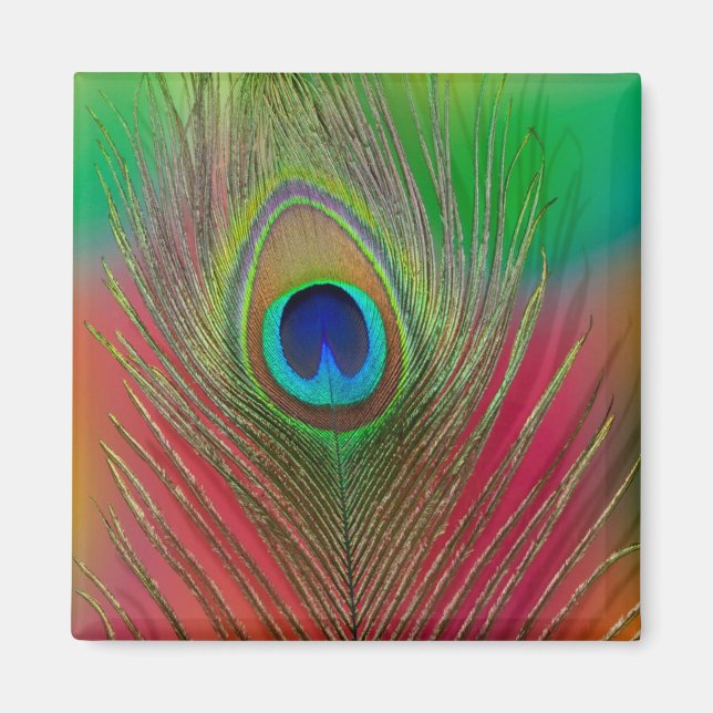 Närbild på påfågelsfjäder magnet (Framsidan)